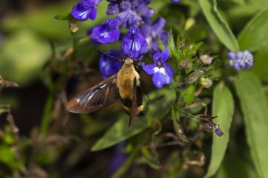 Sinekkuşu temizliyor, Hemaris thysse genellikle şahin güvesi olarak bilinir.