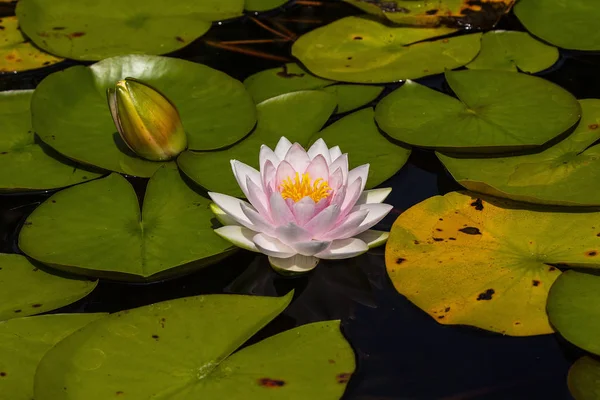 スイレン バングラデシュの国花の白いユリ — ストック写真