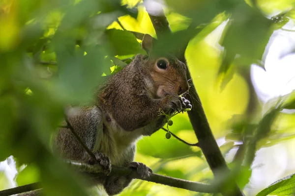 Östlig Grå Ekorre Sciurus Carolinensis Skogen — Stockfoto