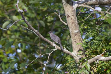 Gri kedi kuşu (Dumetella carolinensis), Kuzey Amerika yerli kuşu