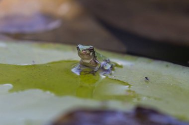 Gri treefrog (Hyla versicolor) Birleşik devletler ve Kanada yerli kurbağa