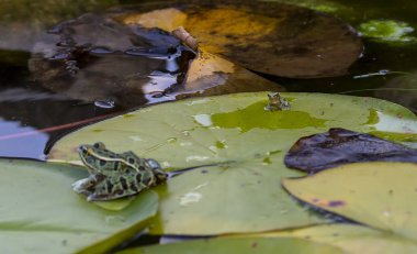 Gri ağaç kurbağası (Hyla versicolor) ve Pickerel kurbağası (Lithobates palustris) 