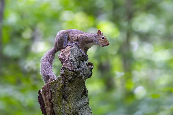 Östlig Grå Ekorre Sciurus Carolinensis Skogen — Stockfoto