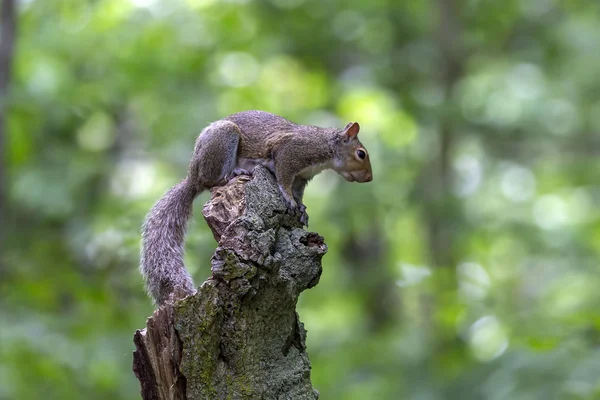 Eastern Gray Squirrel Sciurus Carolinensis Forest — Stock Photo, Image