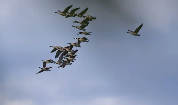 Tusentals Gäss Migrerar Varje Väntar Många Jägare För Flockar Kanadensiska — Stockfoto