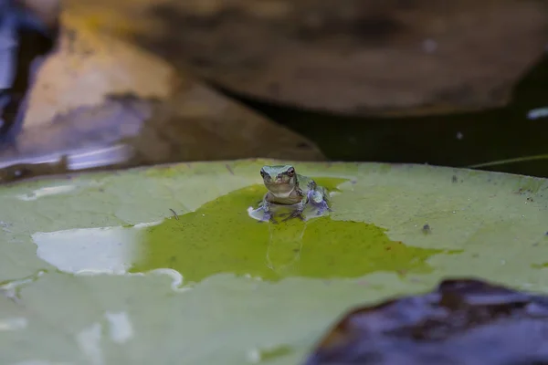 Gray Treefrog Hyla Versicolor Native Frog Unites States Canada — Stock Photo, Image