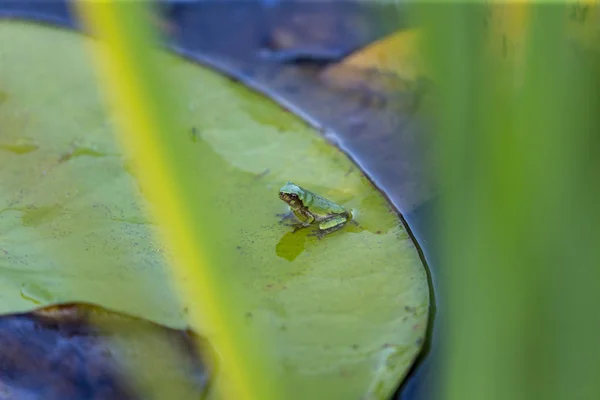 Gri Treefrog Hyla Versicolor Birleşik Devletler Kanada Yerli Kurbağa — Stok fotoğraf