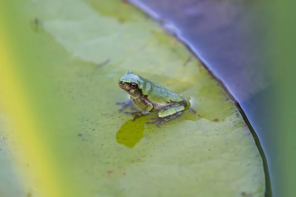 Der Graue Baumfrosch Hyla Versicolor Ist Ein Heimischer Frosch Aus — Stockfoto