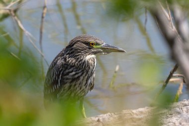 Genç siyah taçlı gece otonu (Nycticorax nycticorax) yiyecek arıyor.