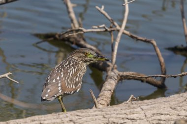 Genç siyah taçlı gece otonu (Nycticorax nycticorax) yiyecek arıyor.