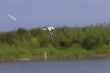 Bonaparte martı (Chroicocephalus philadelphia) martı türlerinin en küçüğüdür..