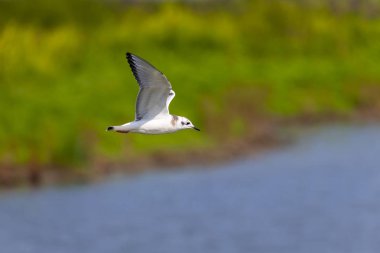 Bonaparte martı (Chroicocephalus philadelphia) martı türlerinin en küçüğüdür..
