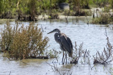 Doğal ortamda Juvenile Great blue ot