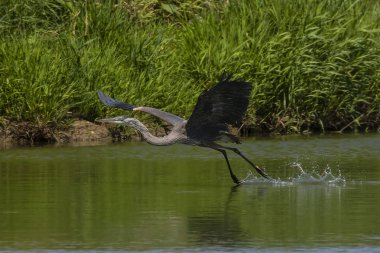 Göl üzerinde uçuş Genç Büyük mavi mavi ot