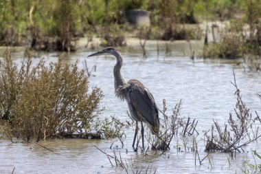 Doğal ortamda Juvenile Great blue ot