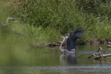 İki genç Büyük mavi ot av bölgesi için savaşıyor. Wisconsin doğal bir fotoğraf körü arkasından çekilen resim.