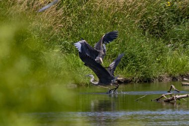 İki genç Büyük mavi ot av bölgesi için savaşıyor. Wisconsin doğal bir fotoğraf körü arkasından çekilen resim.