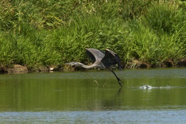 Göl üzerinde uçuş Genç Büyük mavi mavi ot
