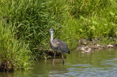 Doğal ortamda Juvenile Great blue ot