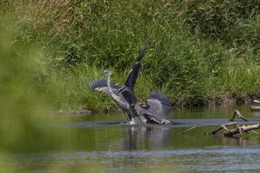 İki genç Büyük mavi ot av bölgesi için savaşıyor. Wisconsin doğal bir fotoğraf körü arkasından çekilen resim.