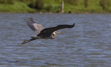 Göl üzerinde uçuş Genç Büyük mavi mavi ot