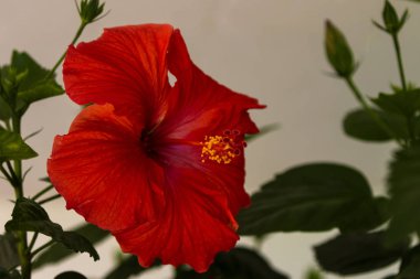 Kentsel botanik bahçesinde çiçeklenme ebegümeci