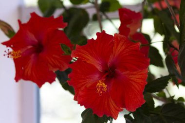 Kentsel botanik bahçesinde çiçeklenme ebegümeci