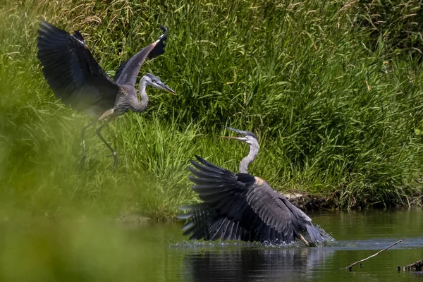 Two young Great blue herons fighting for hunting territory.Picture taken from behind a natural photo blind in Wisconsin.