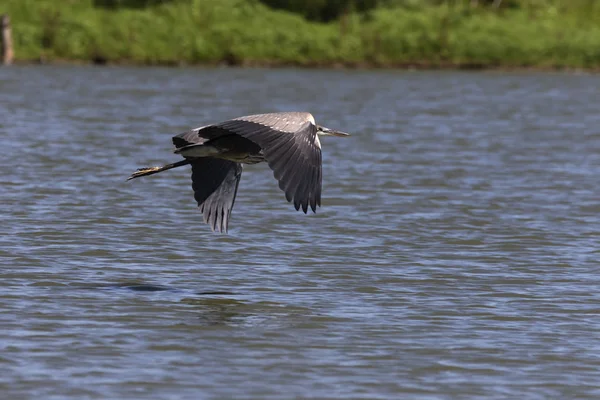 Joven Garza Azul Vuelo Sobre Lago — Foto de Stock