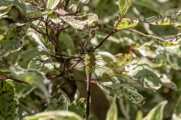 Darner Vert Commun Anax Junius Sur Rameau — Photo