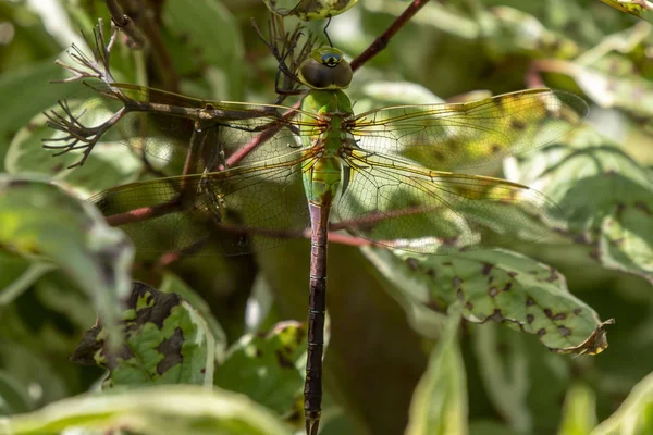 Darner Vert Commun Anax Junius Sur Rameau — Photo