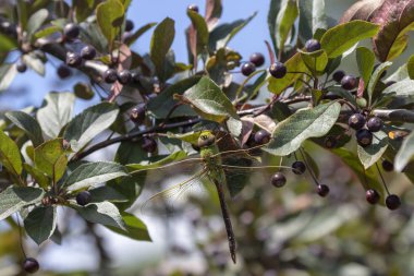 Ağaç dalında ortak Yeşil Darner (Anax junius)