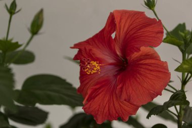 Kentsel botanik bahçesinde çiçeklenme ebegümeci