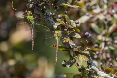 Ağaç dalında ortak Yeşil Darner (Anax junius)
