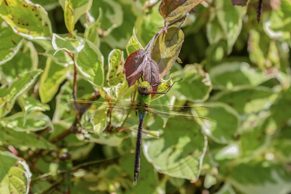 Közös Zöld Darner Anax Junius Ágon — Stock Fotó