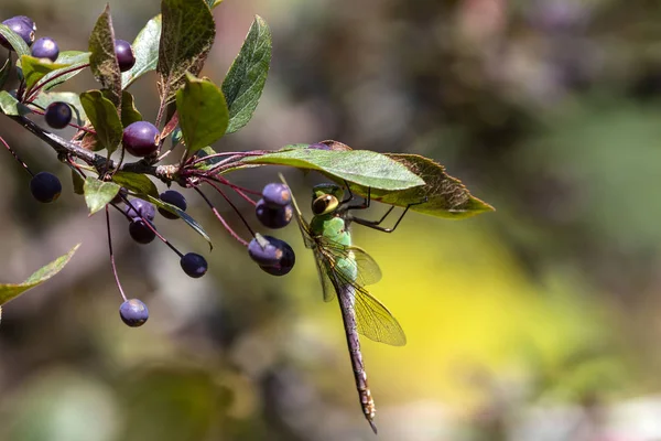 Ağaç Dalında Ortak Yeşil Darner Anax Junius — Stok fotoğraf