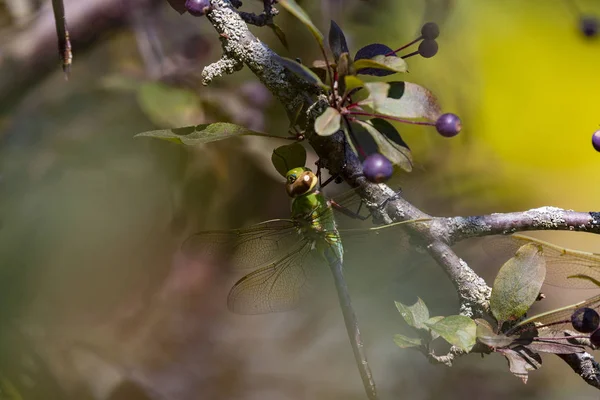 Darner Vert Commun Anax Junius Sur Rameau — Photo