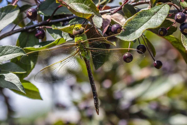 Darner Verde Común Anax Junius Árbol Ramas — Foto de Stock