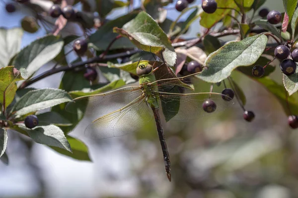 Darner Verde Común Anax Junius Árbol Ramas —  Fotos de Stock