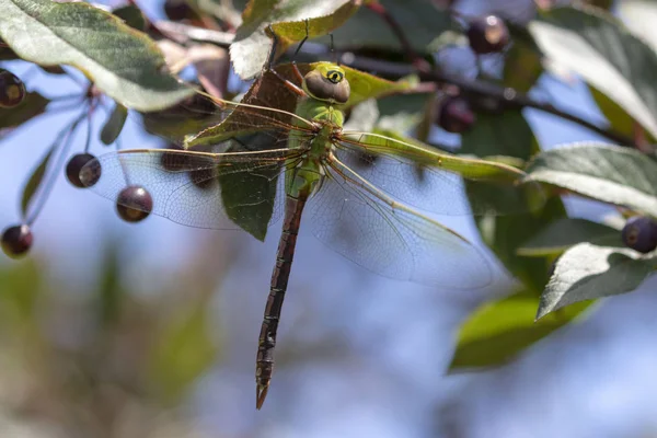 Κοινό Πράσινο Darner Anax Junius Στο Κλαδί — Φωτογραφία Αρχείου