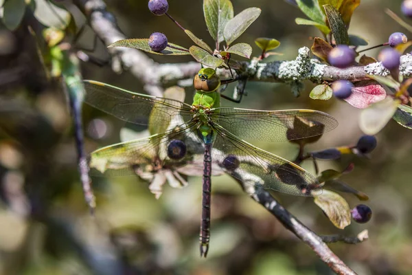 Ağaç Dalında Ortak Yeşil Darner Anax Junius — Stok fotoğraf