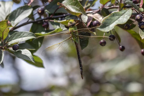 Darner Verde Común Anax Junius Árbol Ramas — Foto de Stock