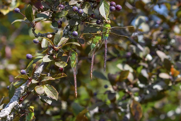 Darner Vert Commun Anax Junius Sur Rameau — Photo