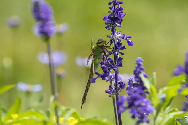 Common Green Darner Anax Junius Větvi Stromu — Stock fotografie