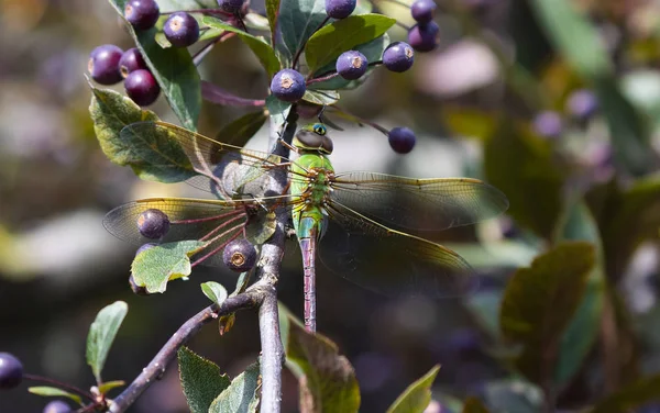 Ağaç Dalında Ortak Yeşil Darner Anax Junius — Stok fotoğraf