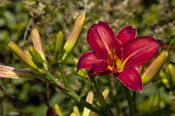 Röd Blommande Lilja Trädgården — Stockfoto