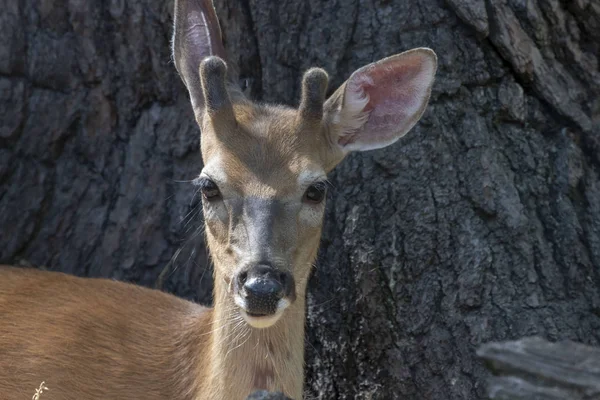 Cerf Virginie Odocoileus Virginianus — Photo