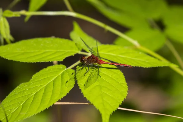 Owhawk Červený Dragonfly Listě Bažině — Stock fotografie