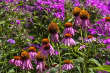 Bir botanik bahçesinde Mor Koniçiçeği (Ekinezya purpurea)