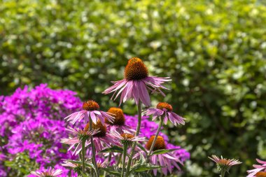 Bir botanik bahçesinde Mor Koniçiçeği (Ekinezya purpurea)